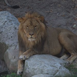 Lion (Panthera Leo)