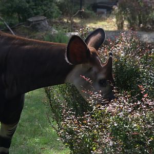 Okapi (Okapia Johnstoni)