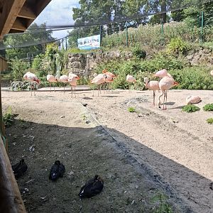 Chilean Flamingo