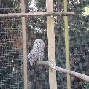 Great Grey Owl