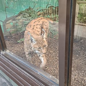 Eurasian Lynx