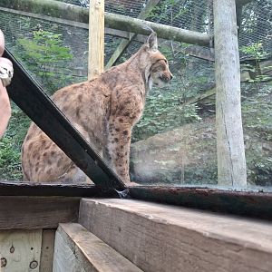 Eurasian Lynx