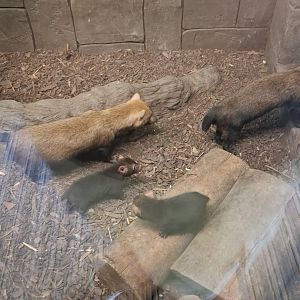 Bush Dog
