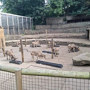 Barbary Sheep