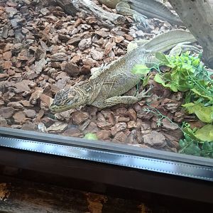 Sailfin Lizard