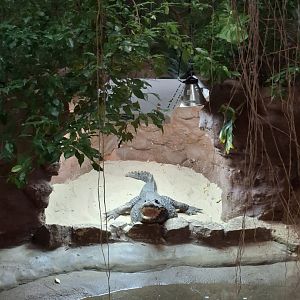 African Dwarf Crocodile