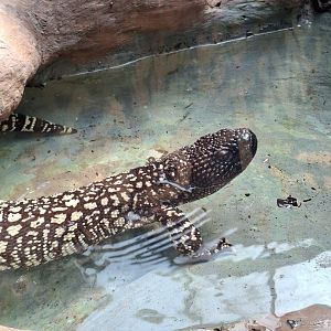 Mexican Beaded Lizard