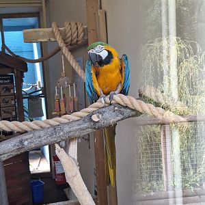 Blue-and-Gold Macaw
