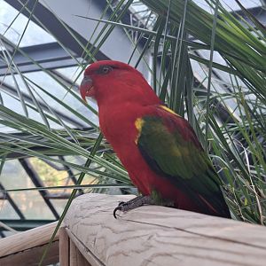 Yellow Backed Chattering Lory