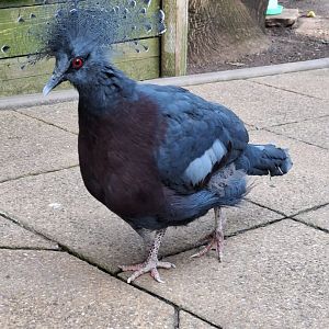 Victoria Crowned Pigeon