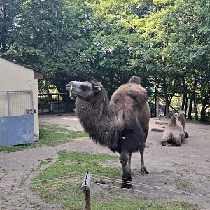 Bactrian Camel