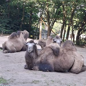 Bactrian Camel