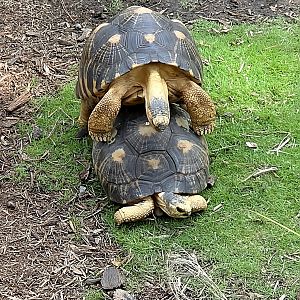 Radiated Tortoise - Riverbanks Zoo