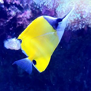 Yellow Longnose Butterflyfish - Riverbanks Zoo