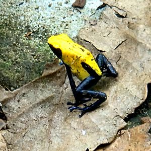 Splashback Poison Dart Frog - Riverbanks Zoo