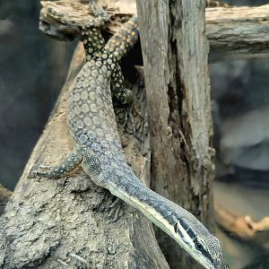 Kimberly Rock Monitor - Riverbanks Zoo