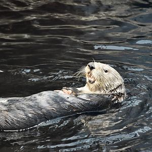 Northern Sea Otter (Enhydra lutris kenyoni) eating lunch