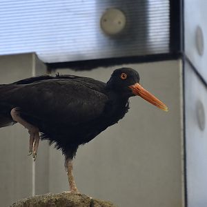 Black Oystercatcher (Haematopus bachmani)