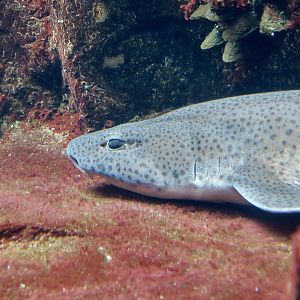 Nursehound (Scyliorhinus stellaris)