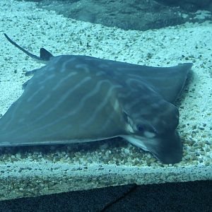 Bull Ray (Aetomylaeus bovinus)