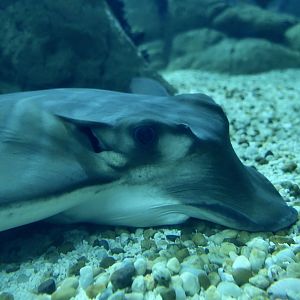 Bull Ray (Aetomylaeus bovinus) closeup