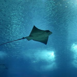 Common Eagle Ray (Myliobatis aquila)