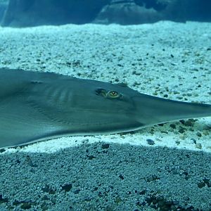 Common Guitarfish (Rhinobatos rhinobatos)