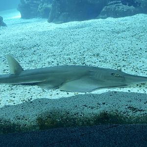 Common Guitarfish (Rhinobatos rhinobatos)