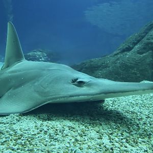 White-Spotted Guitarfish (Rhynchobatus australiae)