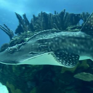 Bowmouth Guitarfish (Rhina ancylostoma)