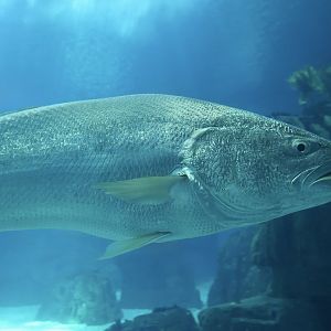 Meagre (Argyrosomus regius)