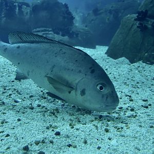 Painted Sweetlips (Diagramma pictum)