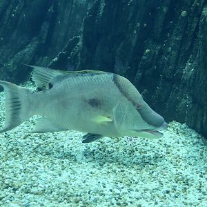 Hogfish (Lachnolaimus maximus)
