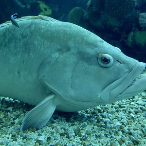 Dusky Grouper (Epinephelus marginatus) and Bluestreak Cleaner Wrasse (Labroides dimidiatus)