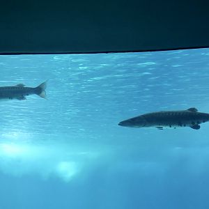 Great Barracuda (Sphyraena barracuda)