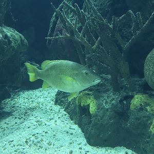 Schoolmaster Snapper (Lutjanus apodus)