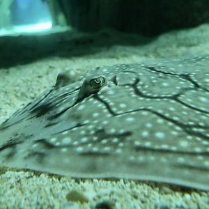 Undulate Ray (Raja undulata) closeup