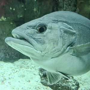 Atlantic Wreckfish (Polyprion americanus) closeup
