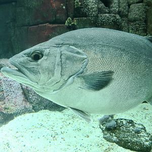 Atlantic Wreckfish (Polyprion americanus)