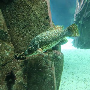 Ballan Wrasse (Labrus bergylta) male