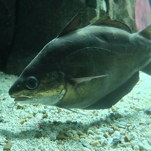 Pouting (Trisopterus luscus)