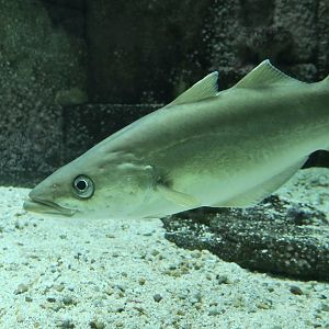 Pollack (Pollachius pollachius)