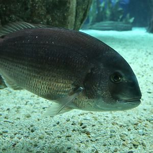 Red Porgy (Pagrus pagrus)