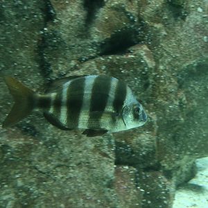 Zebra Sea Bream (Diplodus cervinus)