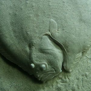 Turbot (Scophthalmus maximus)