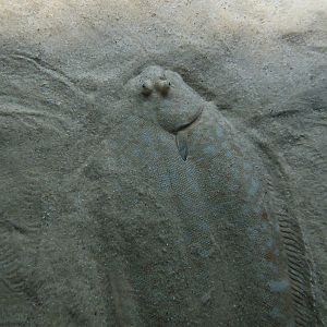 Common Sole (Solea solea)