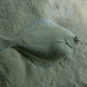 European Plaice (Pleuronectes platessa)