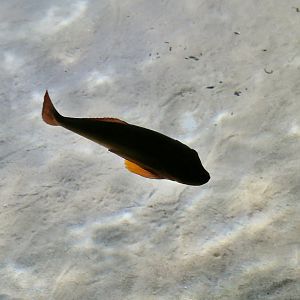 Tub Gurnard (Chelidonichthys lucerna) silhouette