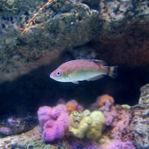 Rock Cook Wrasse (Centrolabrus exoletus)