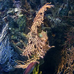 Broad Sea Fan (Eunicella verrucosa)